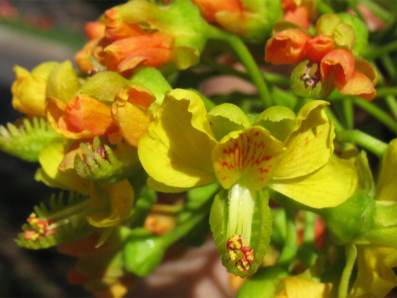 Изображение особи Caesalpinia spinosa.