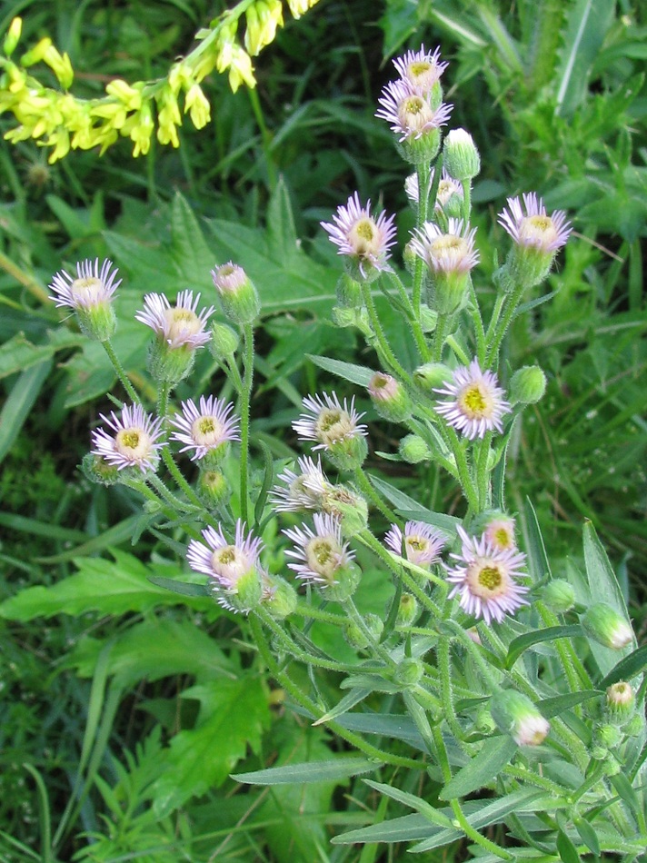 Image of Erigeron podolicus specimen.