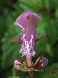 Image of taxon representative. Author is Сергей Одинец