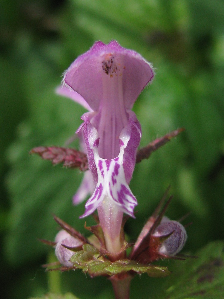 Изображение особи Lamium maculatum.