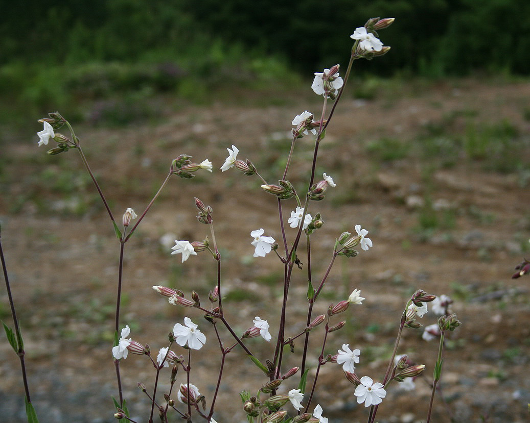 Image of Melandrium album specimen.