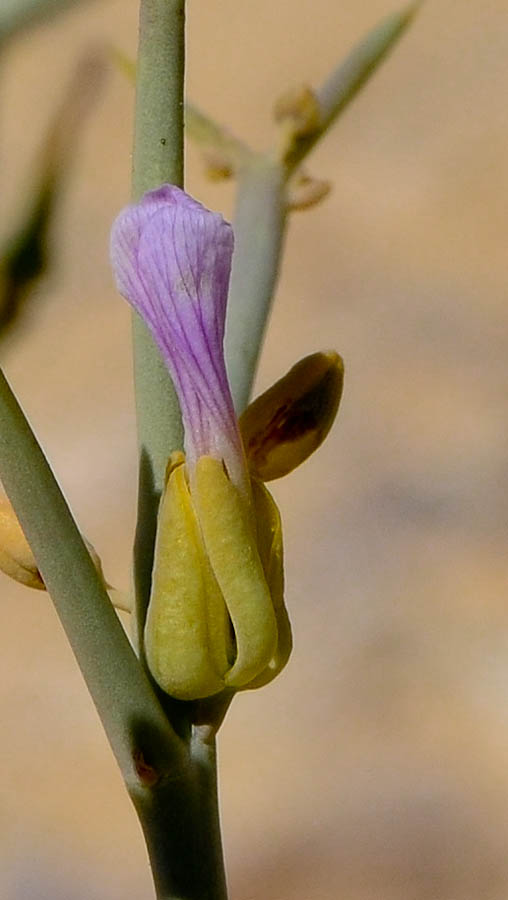 Image of Zilla spinosa specimen.