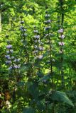 Phlomoides tuberosa