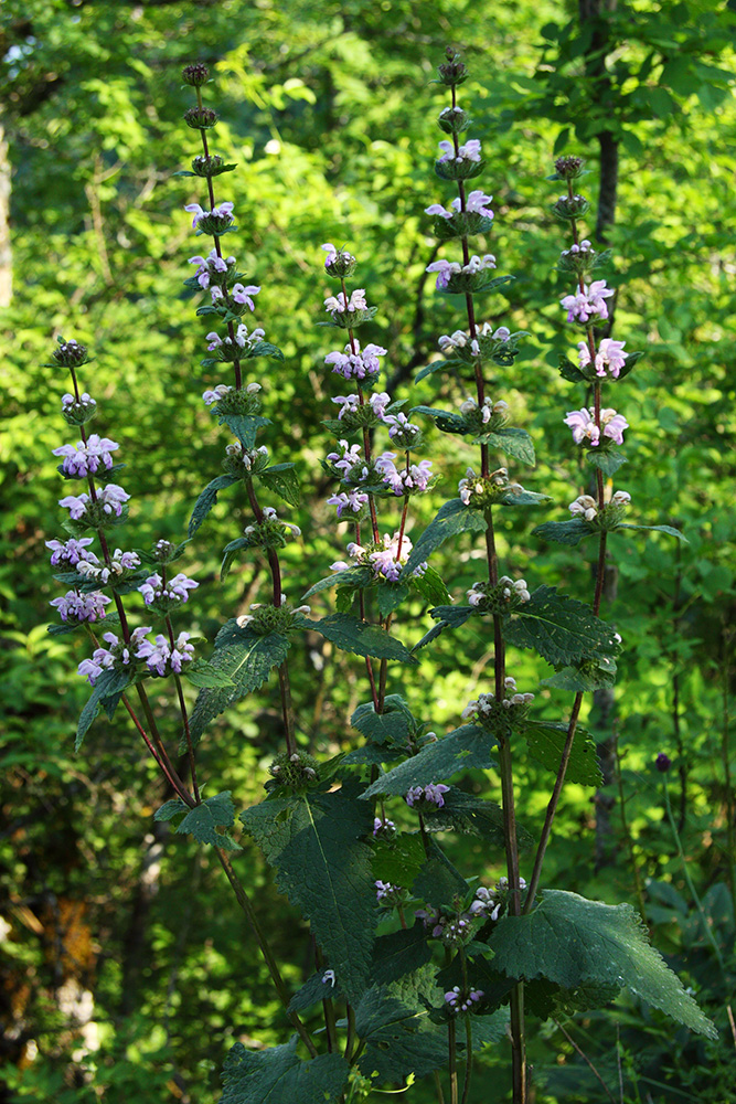 Image of Phlomoides tuberosa specimen.