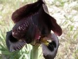 Iris atrofusca