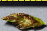 Carex stenophylla