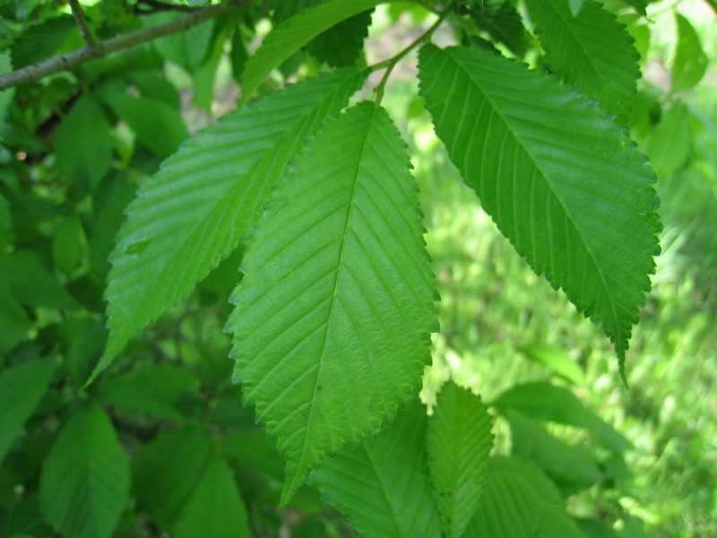 Image of Ulmus japonica specimen.