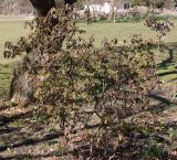 Rhododendron augustinii