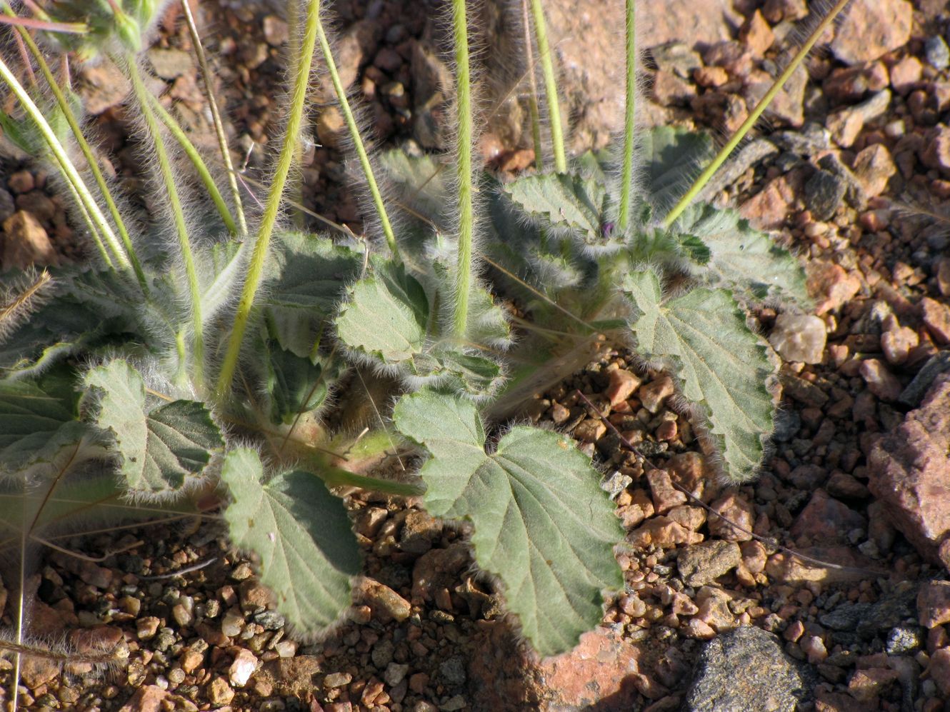 Изображение особи Monsonia heliotropioides.