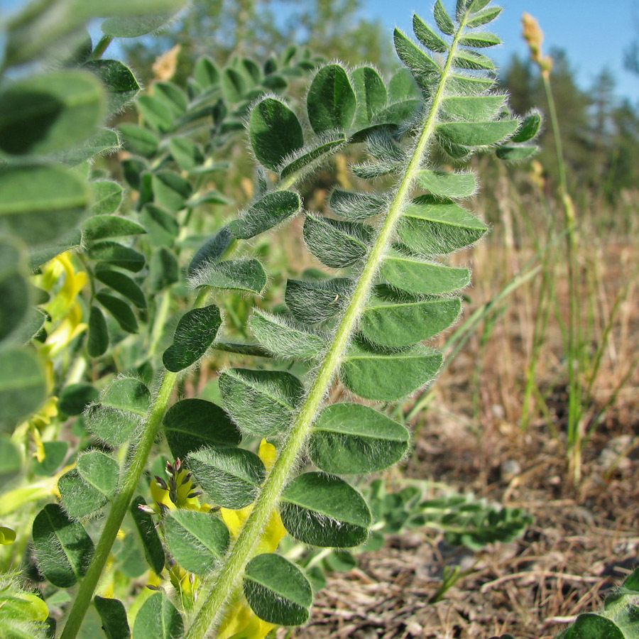 Изображение особи Astragalus tanaiticus.