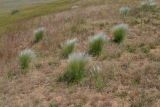 Stipa