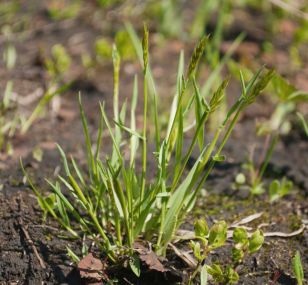 Изображение особи Anthoxanthum alpinum.