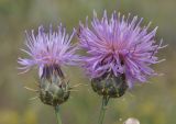 Centaurea graeca