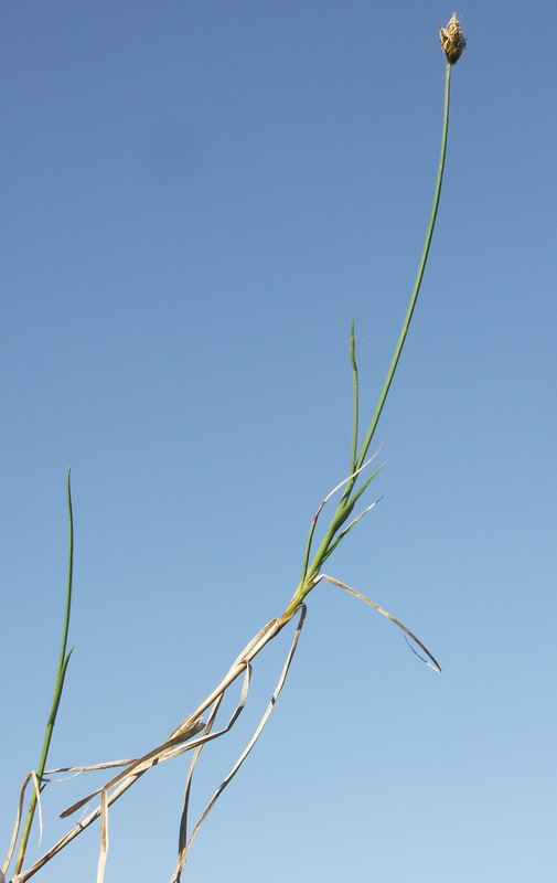 Image of Carex chordorrhiza specimen.
