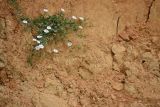 Convolvulus arvensis. Цветущее растение на глинистом обрыве к пляжу. Крым, Севастополь, окр. пос. Любимовка. 28 мая 2013 г.