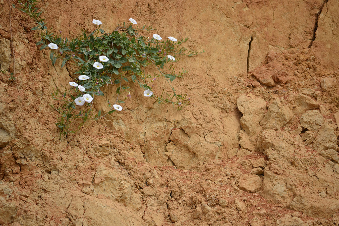 Изображение особи Convolvulus arvensis.