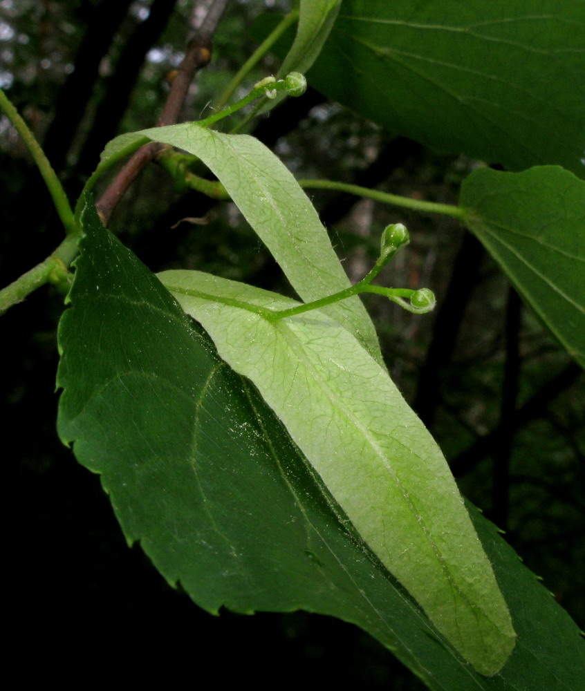 Изображение особи Tilia nasczokinii.