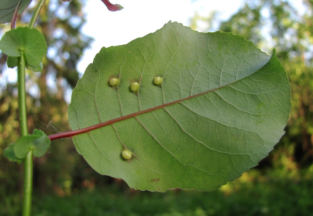 Изображение особи Salix pyrolifolia.