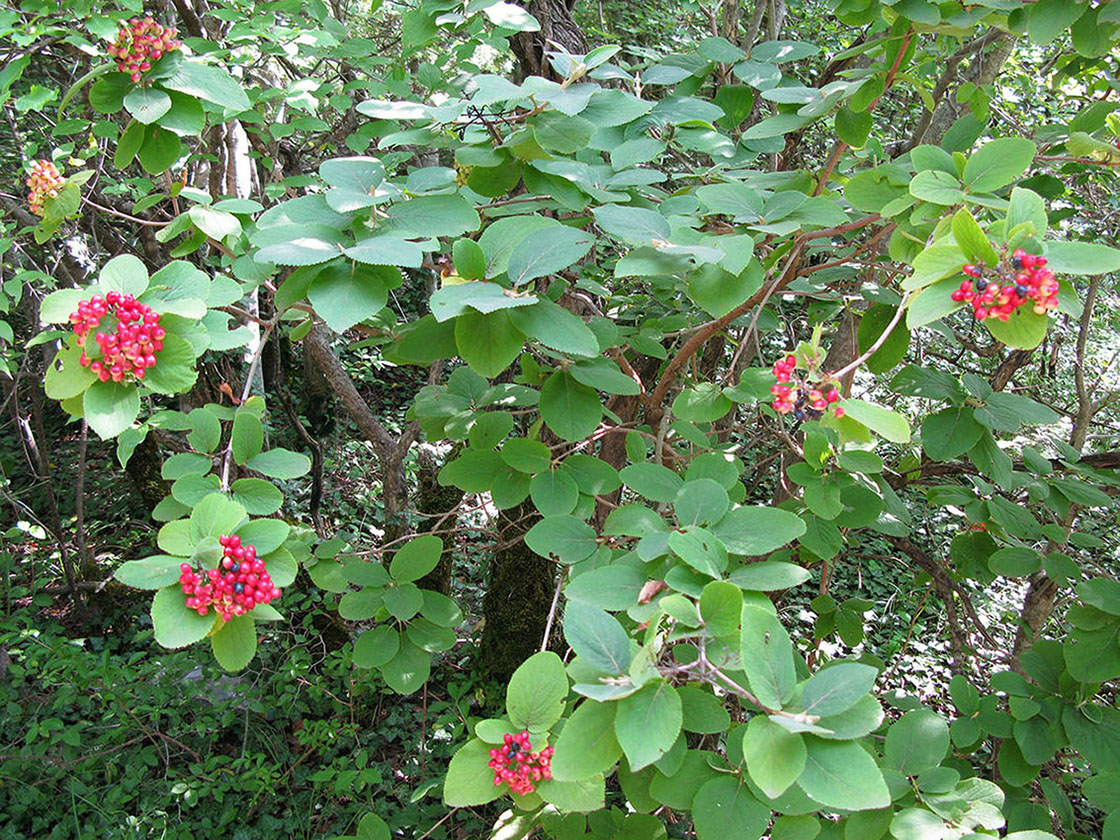 Изображение особи Viburnum lantana.