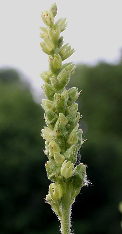 Image of Heuchera cylindrica specimen.