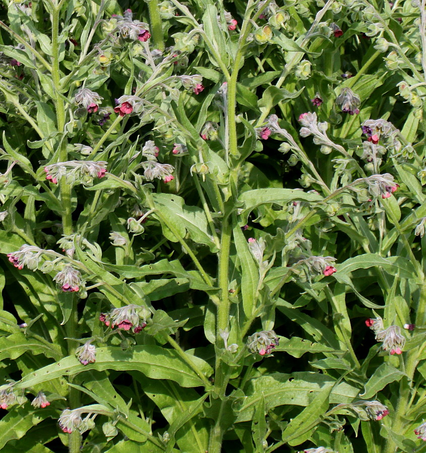 Image of Cynoglossum officinale specimen.