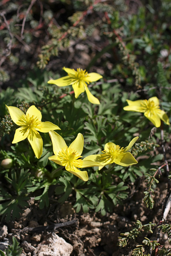 Изображение особи Anemone petiolulosa.