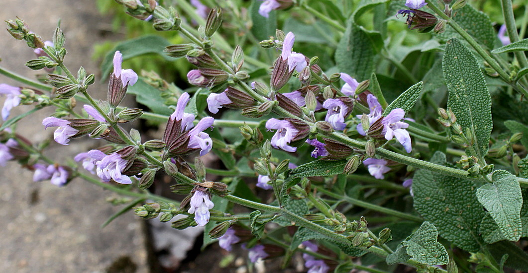 Image of Salvia officinalis specimen.