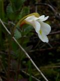 Pinguicula alpina