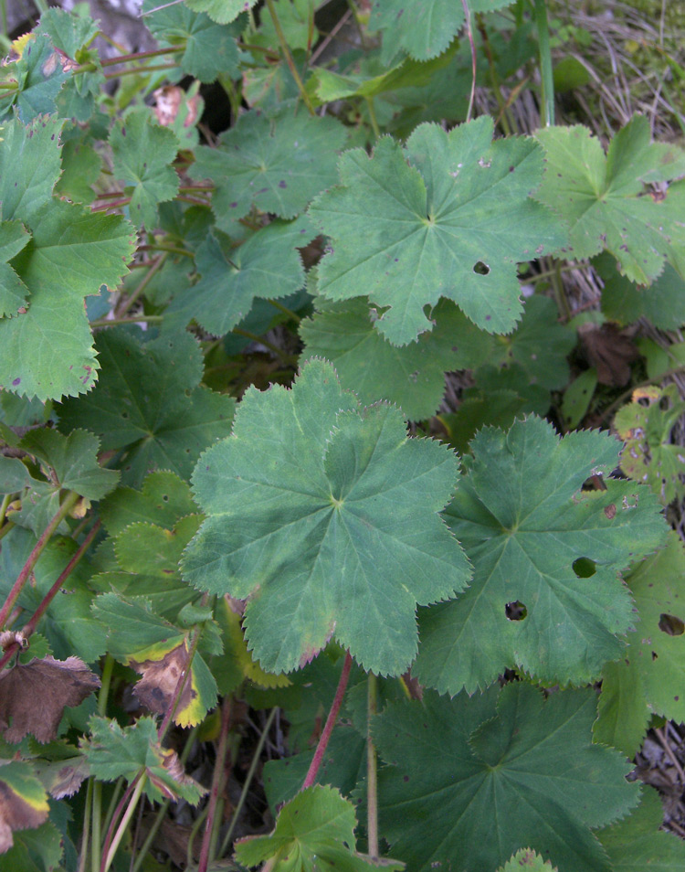 Изображение особи Alchemilla persica.