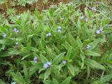 Lycopsis arvensis