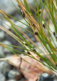 Juncus trifidus