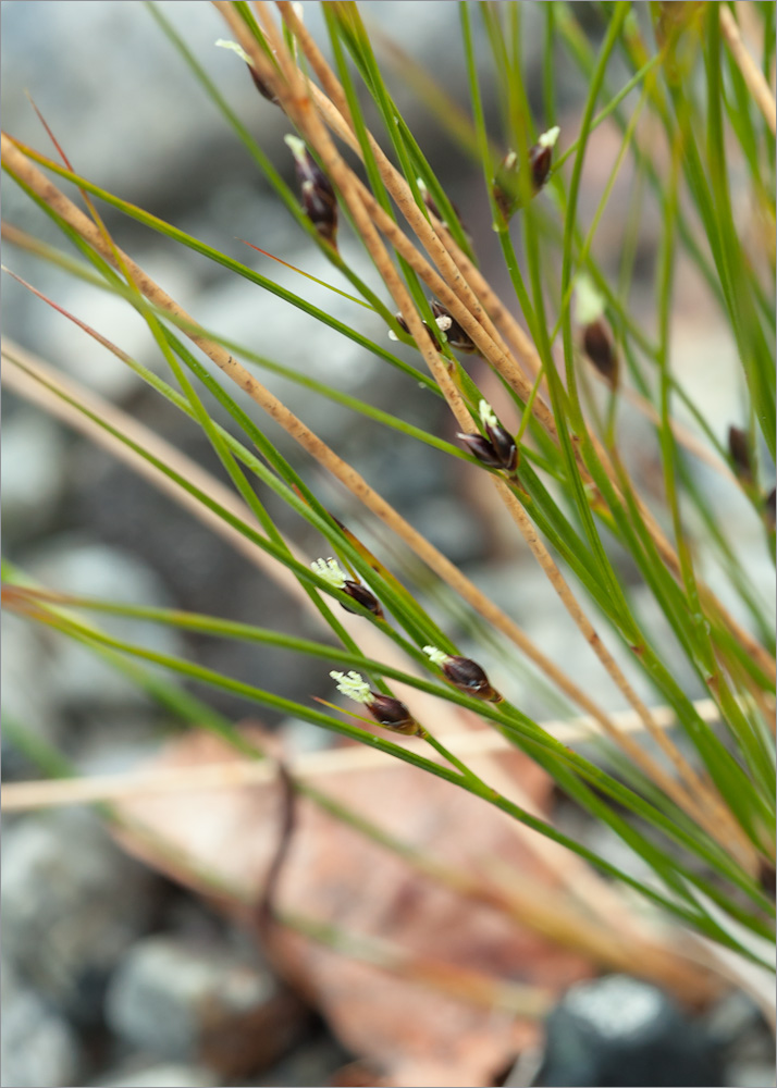 Изображение особи Juncus trifidus.