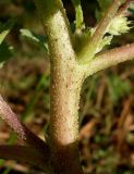 Xanthium orientale