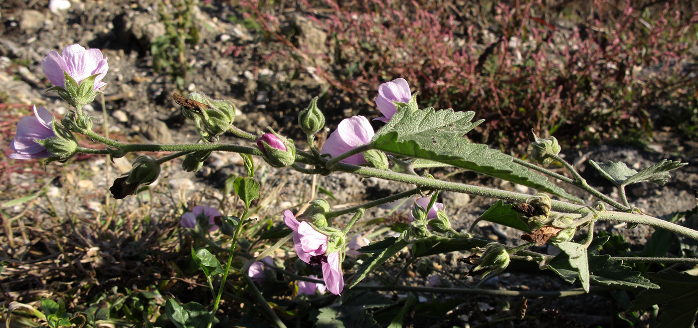Image of Althaea armeniaca specimen.