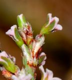 Polygonum equisetiforme