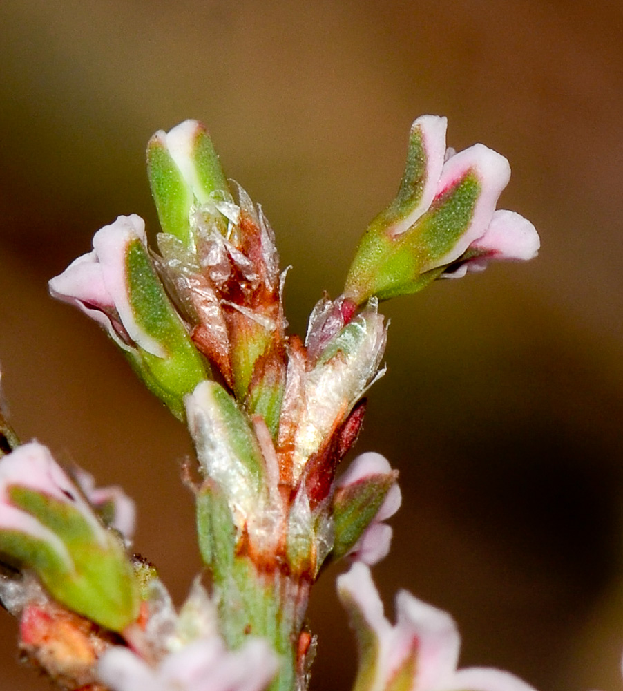 Изображение особи Polygonum equisetiforme.