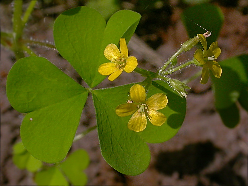 Изображение особи Oxalis stricta.