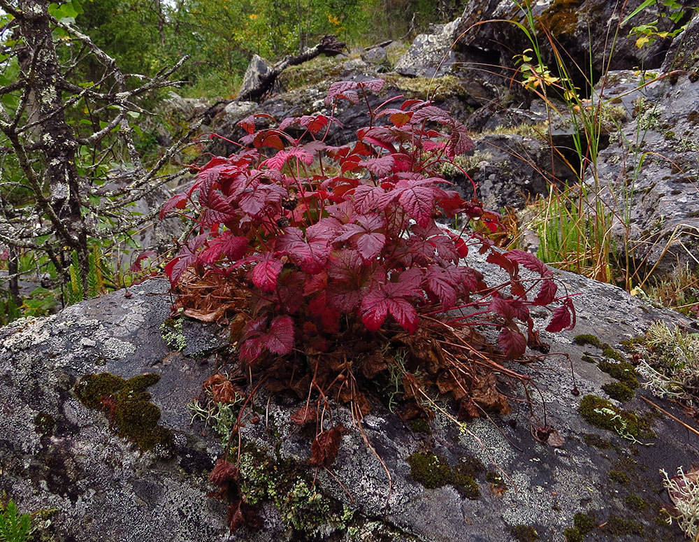 Изображение особи Rubus arcticus.