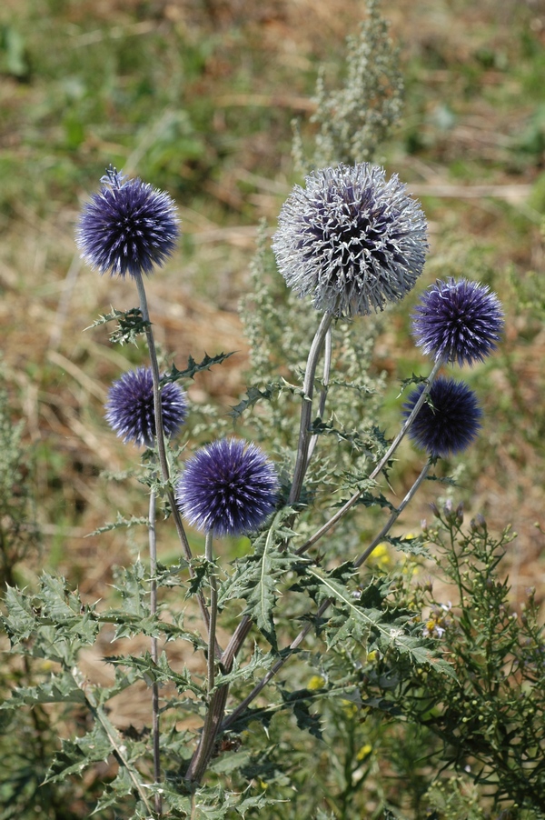 Image of Echinops chantavicus specimen.