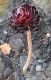 Aeonium variety atropurpureum