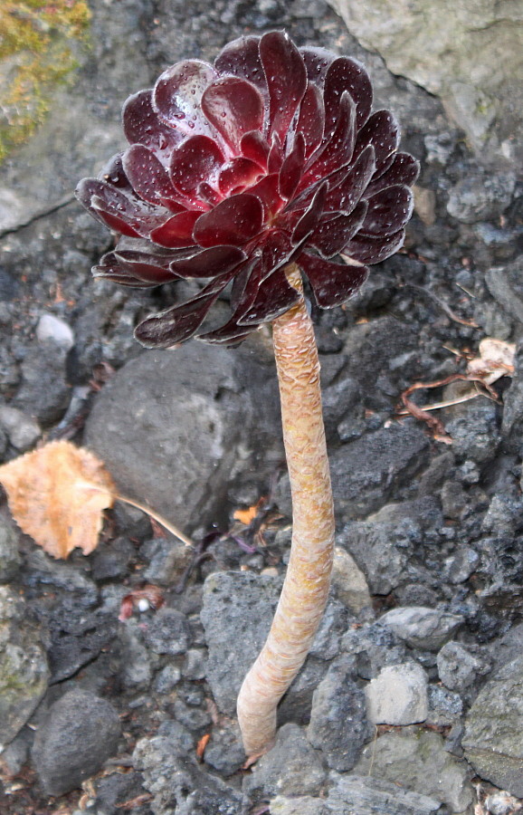 Image of Aeonium arboreum var. atropurpureum specimen.