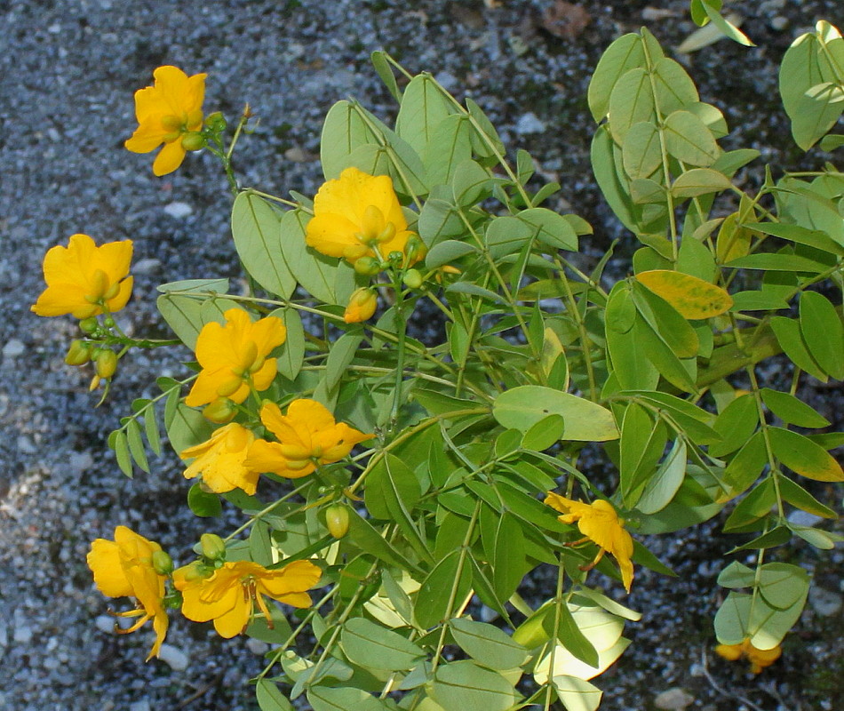 Image of Senna &times; floribunda specimen.