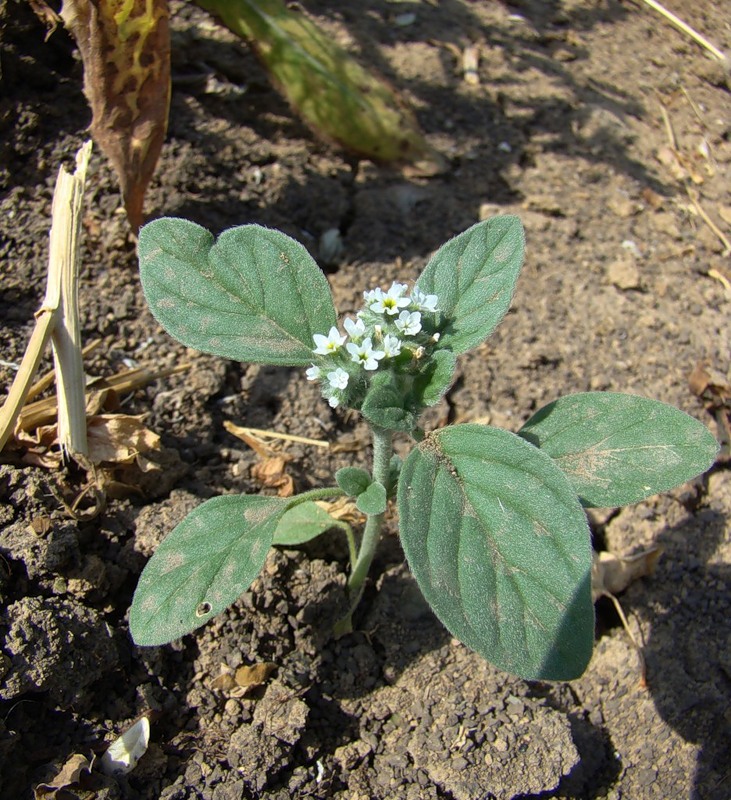 Изображение особи Heliotropium ellipticum.