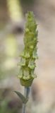 Sideritis euxina