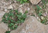 Digera muricata. Цветущее растение. Сокотра, плато Хомхи. 29.12.2013.