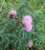 Cirsium serratuloides. Верхушки побегов с соцветиями. Иркутская обл., пос. Большие Коты, берег Байкала, влажный луг около ручья. 02.08.2013.