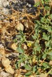 Physalis crassifolia. Часть расцветающего растения с прошлогодними побегами с плодами. США, Калифорния, Joshua Tree National Park. 19.02.2014.