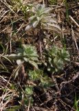 Linum hirsutum