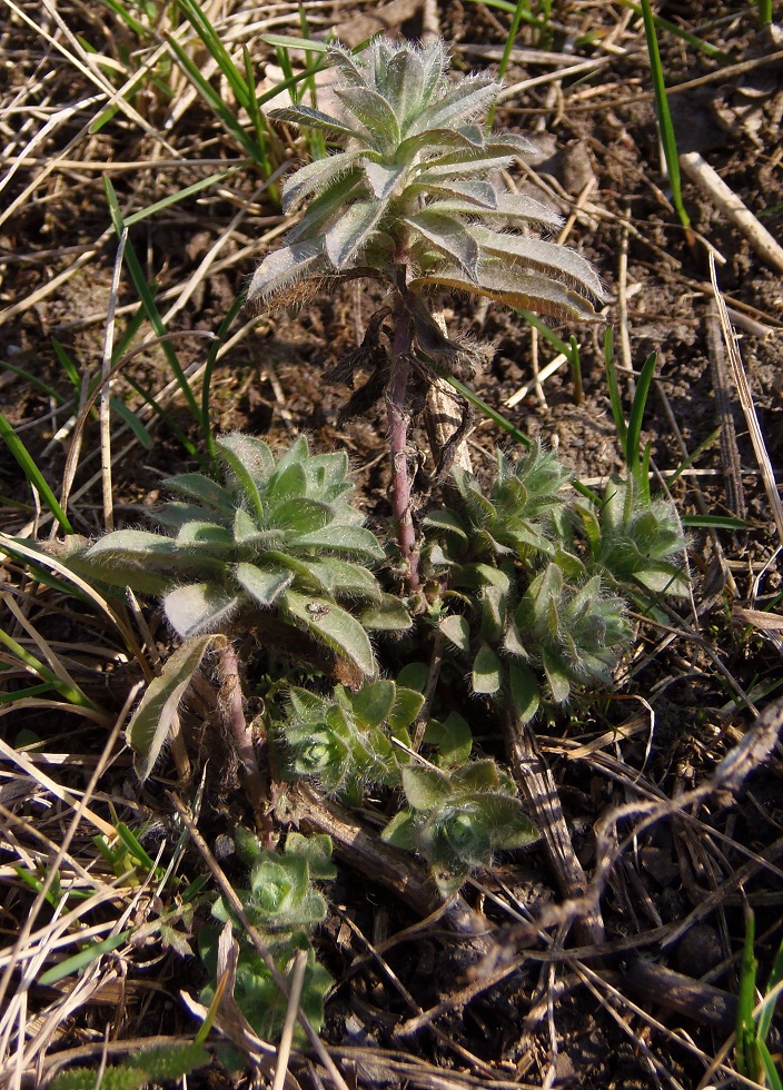 Изображение особи Linum hirsutum.