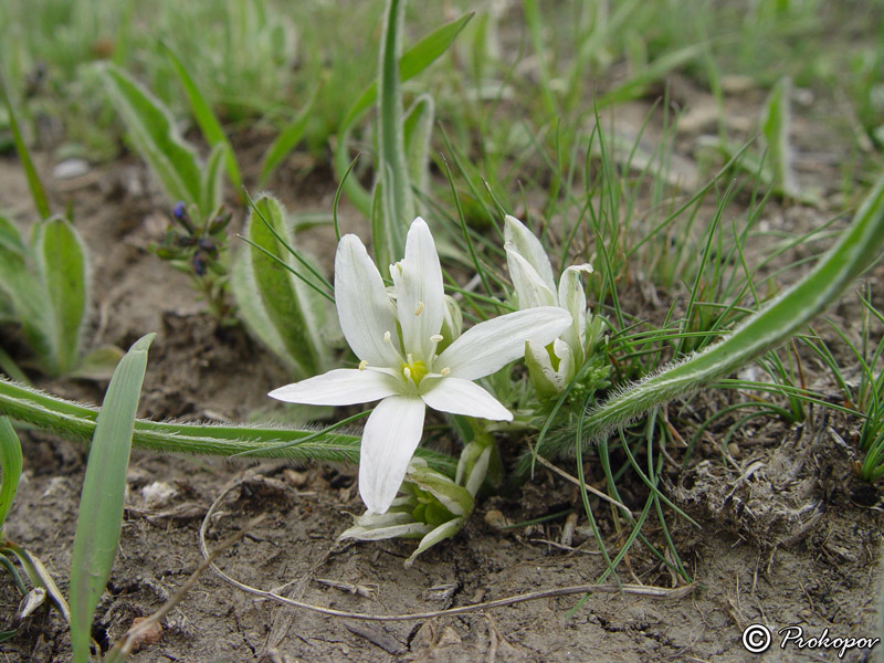 Image of Ornithogalum fimbriatum specimen.